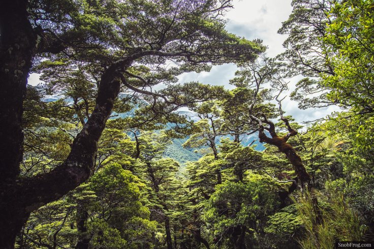 DSC_0027_arthurs_pass
