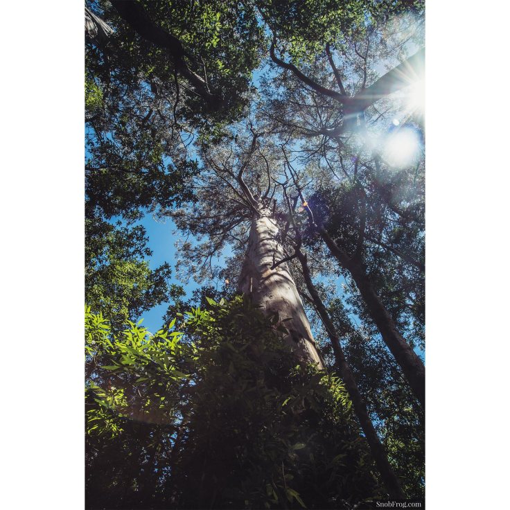 DSC_9892_otway_rainforest