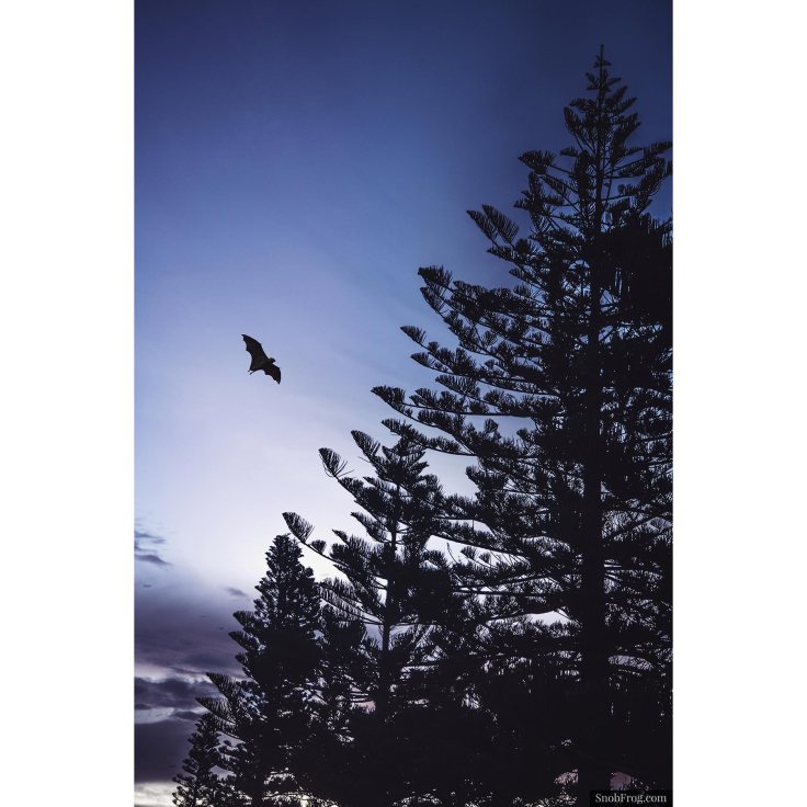 DSC_0749_port_macquarie