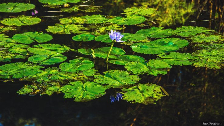 DSC_1146_brisbane_botanic_gardens