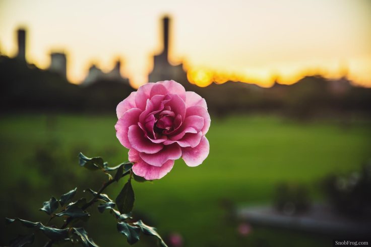 DSC_1213_new_farm_park